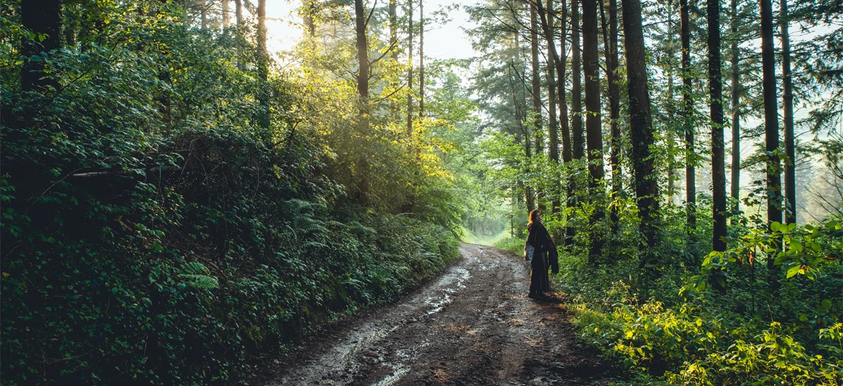 Potecă de pădure primăvara, cu verdeață proaspătă de o parte și de alta